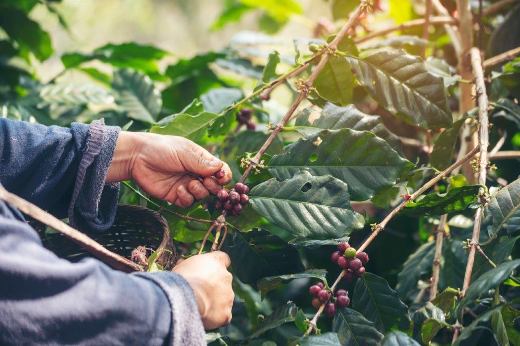エチオピアのコーヒーの特徴！魅惑の香りと深い歴史を探る